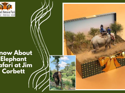 Jim Corbett Elephant Safari