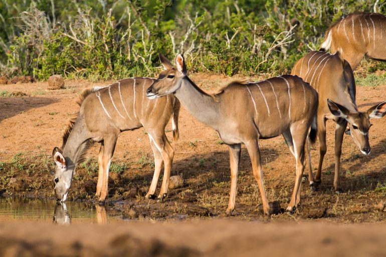 Serengeti tours