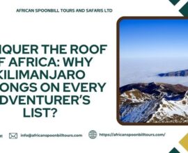 Mount Kilimanjaro Climbing Tours