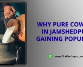 Why Pure Cow Milk in Jamshedpur Is Gaining Popularity